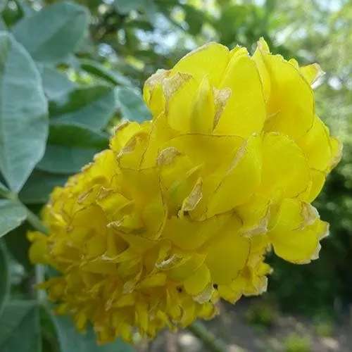 Argyrocytisus battandieri