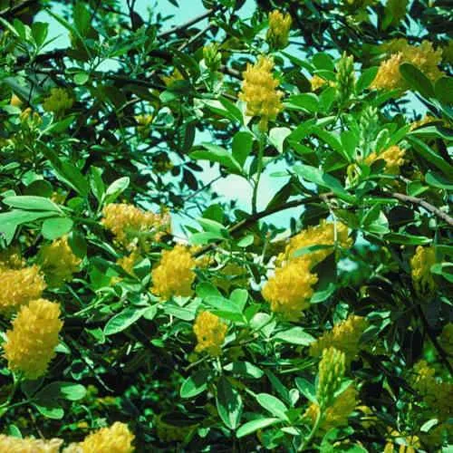 Argyrocytisus battandieri