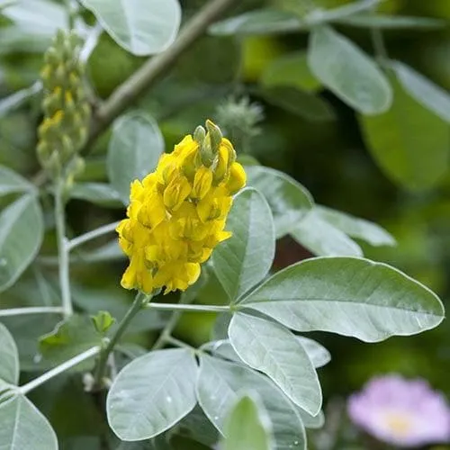 Argyrocytisus battandieri