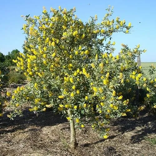 Argyrocytisus battandieri