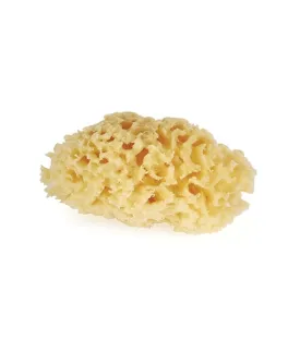 Natural Sea Sponges